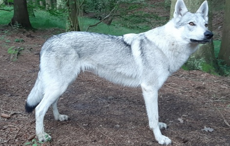 Dog Photo