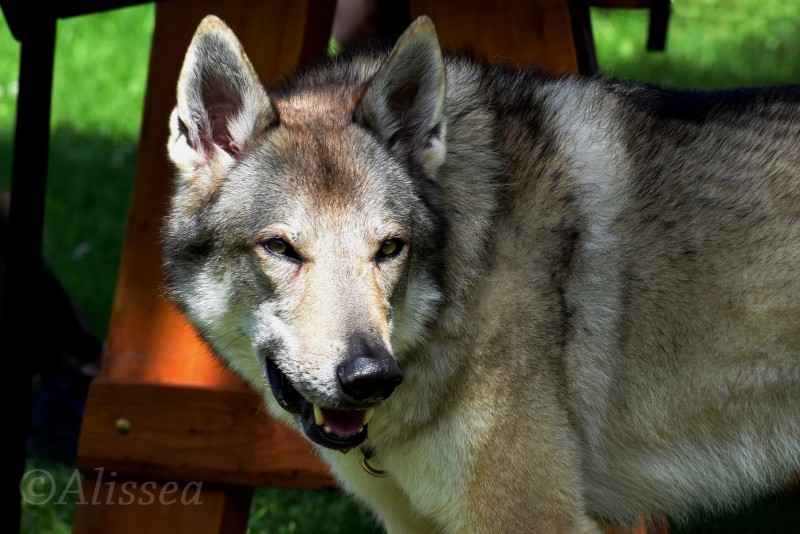 Dog Photo