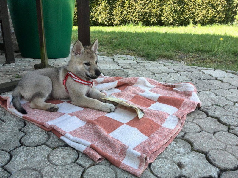 Dog Photo