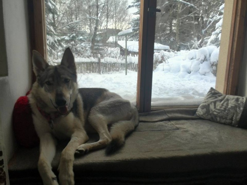 Dog Photo
