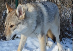 Dog Photo