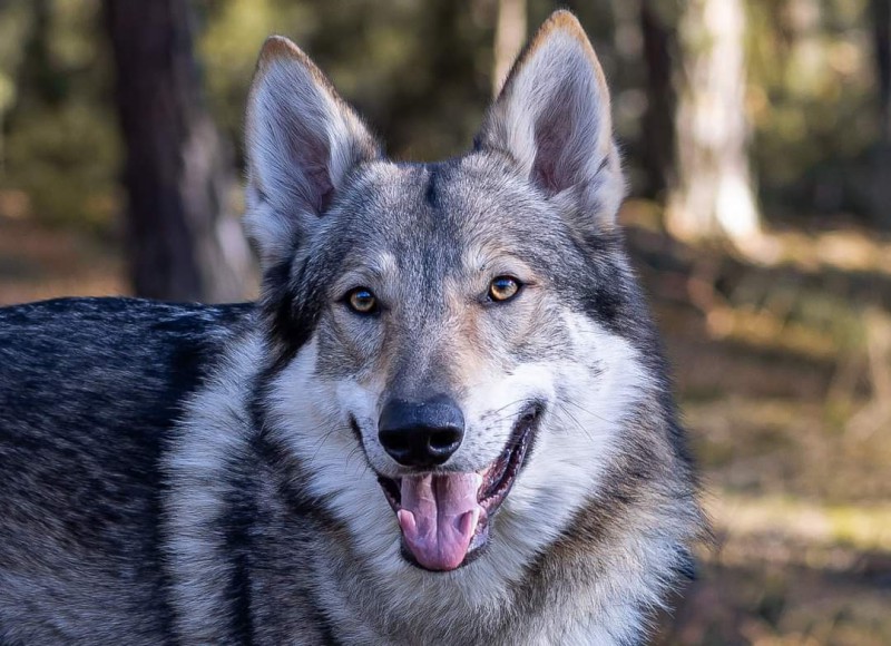Dog Photo