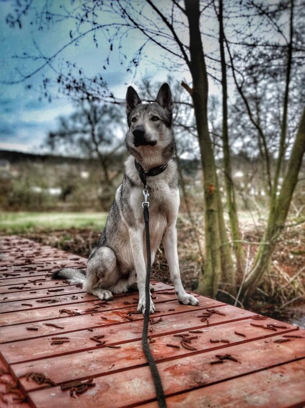 Dog Photo