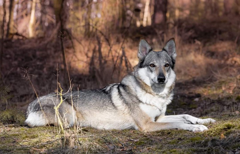 Dog Photo