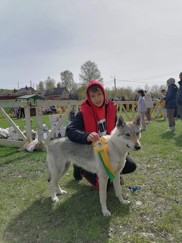 Dog Photo