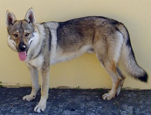 Dog Photo