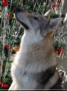 Dog Photo