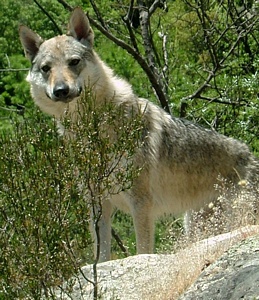 Dog Photo
