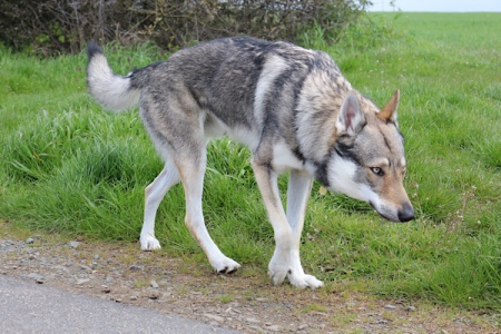Dog Photo