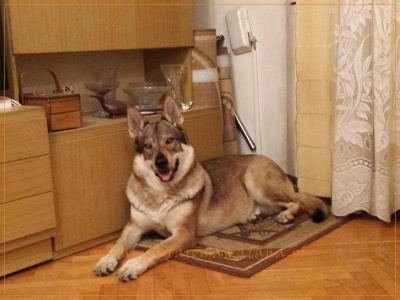 Dog Photo