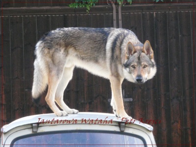 Dog Photo