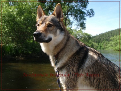 Dog Photo