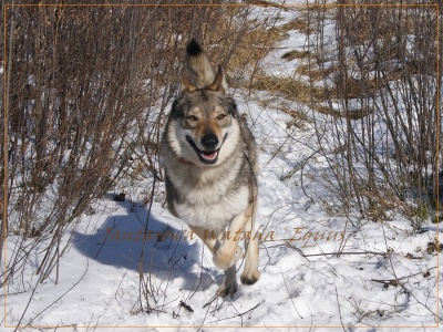 Dog Photo