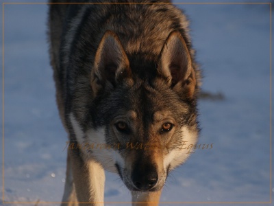 Dog Photo