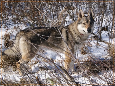 Dog Photo