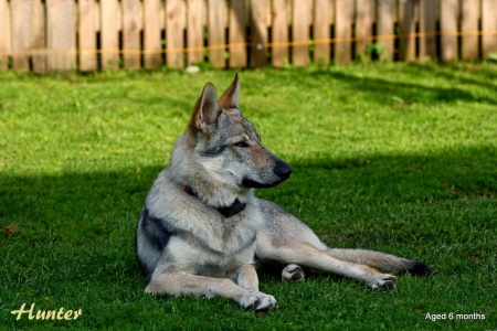 Dog Photo