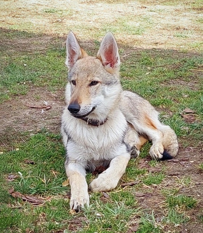 Dog Photo