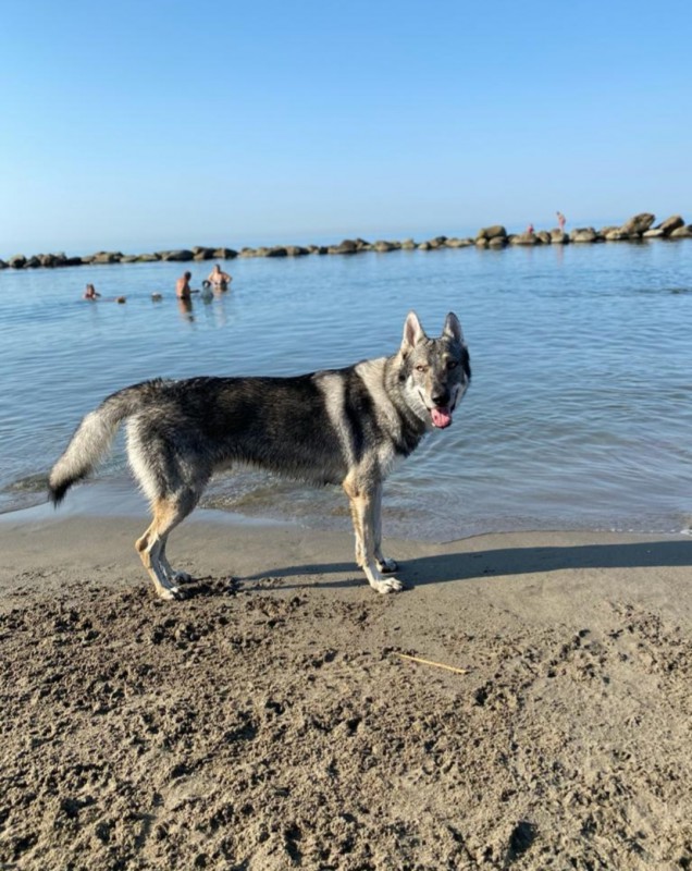 Dog Photo