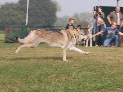 Dog Photo