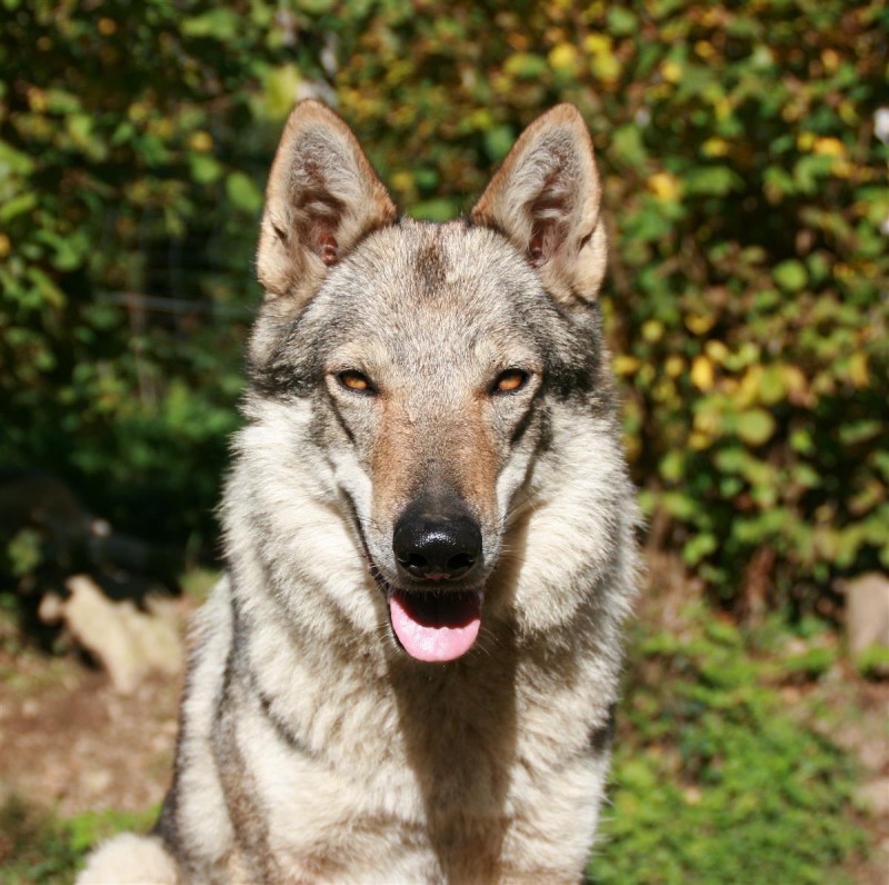 Dog Photo