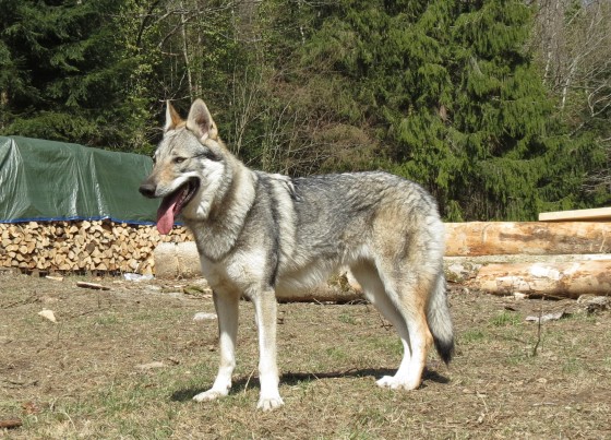 Dog Photo