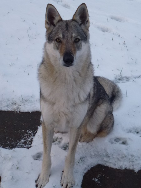 Dog Photo