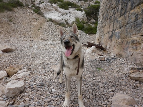 Dog Photo
