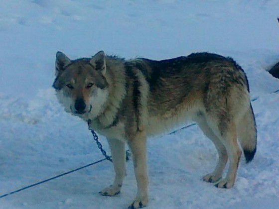 Dog Photo