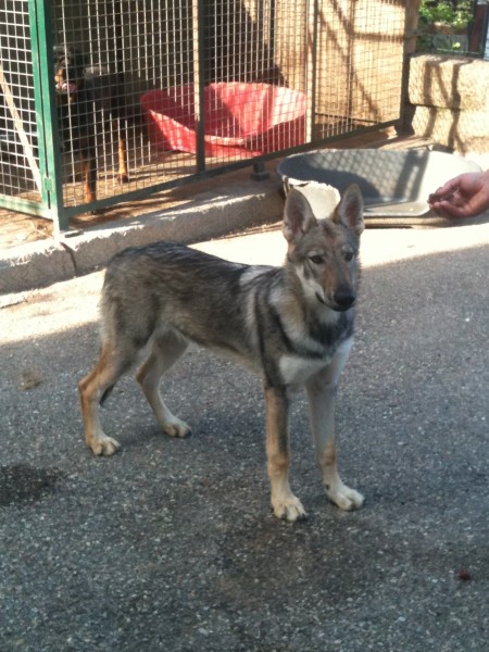 Dog Photo