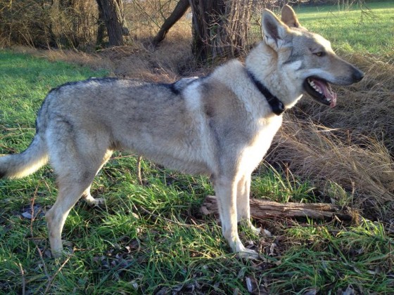 Dog Photo