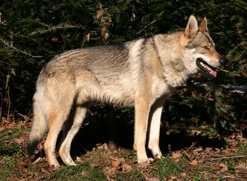Dog Photo