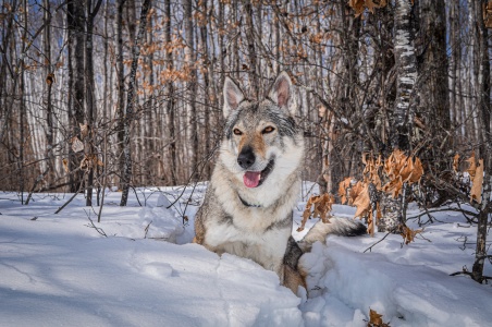 Dog Photo