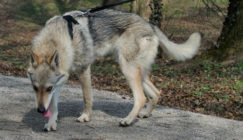 Dog Photo