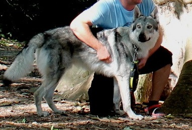 Dog Photo