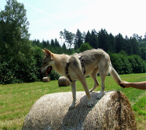 Dog Photo