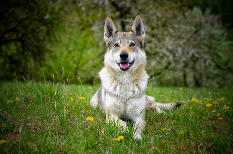 Dog Photo