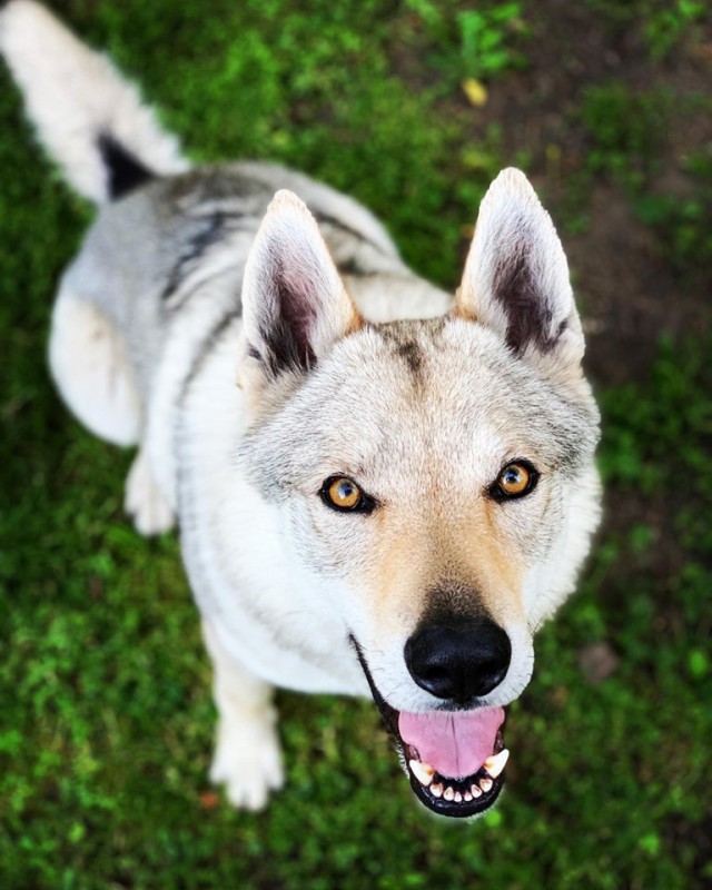 Dog Photo