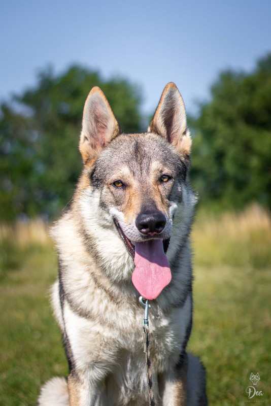 Dog Photo