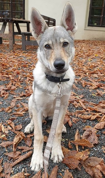 Dog Photo