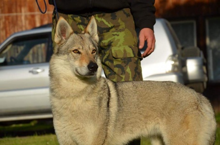Dog Photo