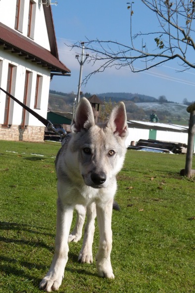 Dog Photo