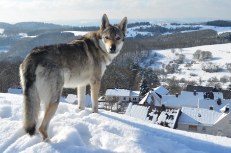 Dog Photo
