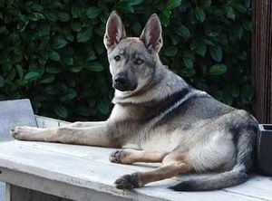 Dog Photo