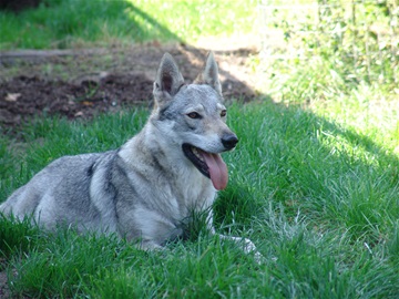 Dog Photo