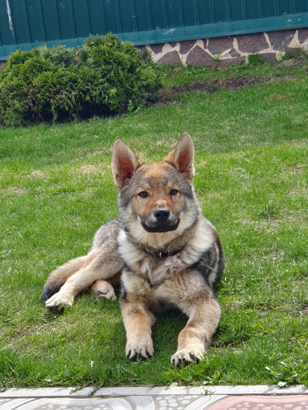 Dog Photo