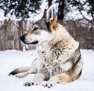 Dog Photo