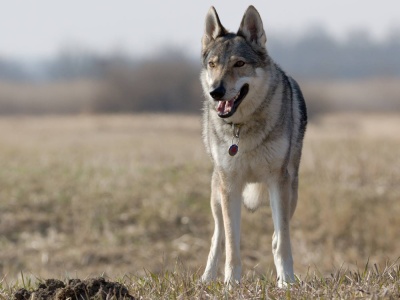 Dog Photo