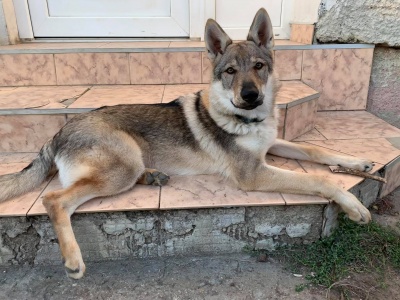 Dog Photo