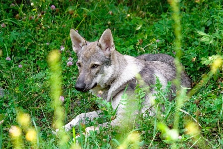 Dog Photo