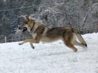 Dog Photo
